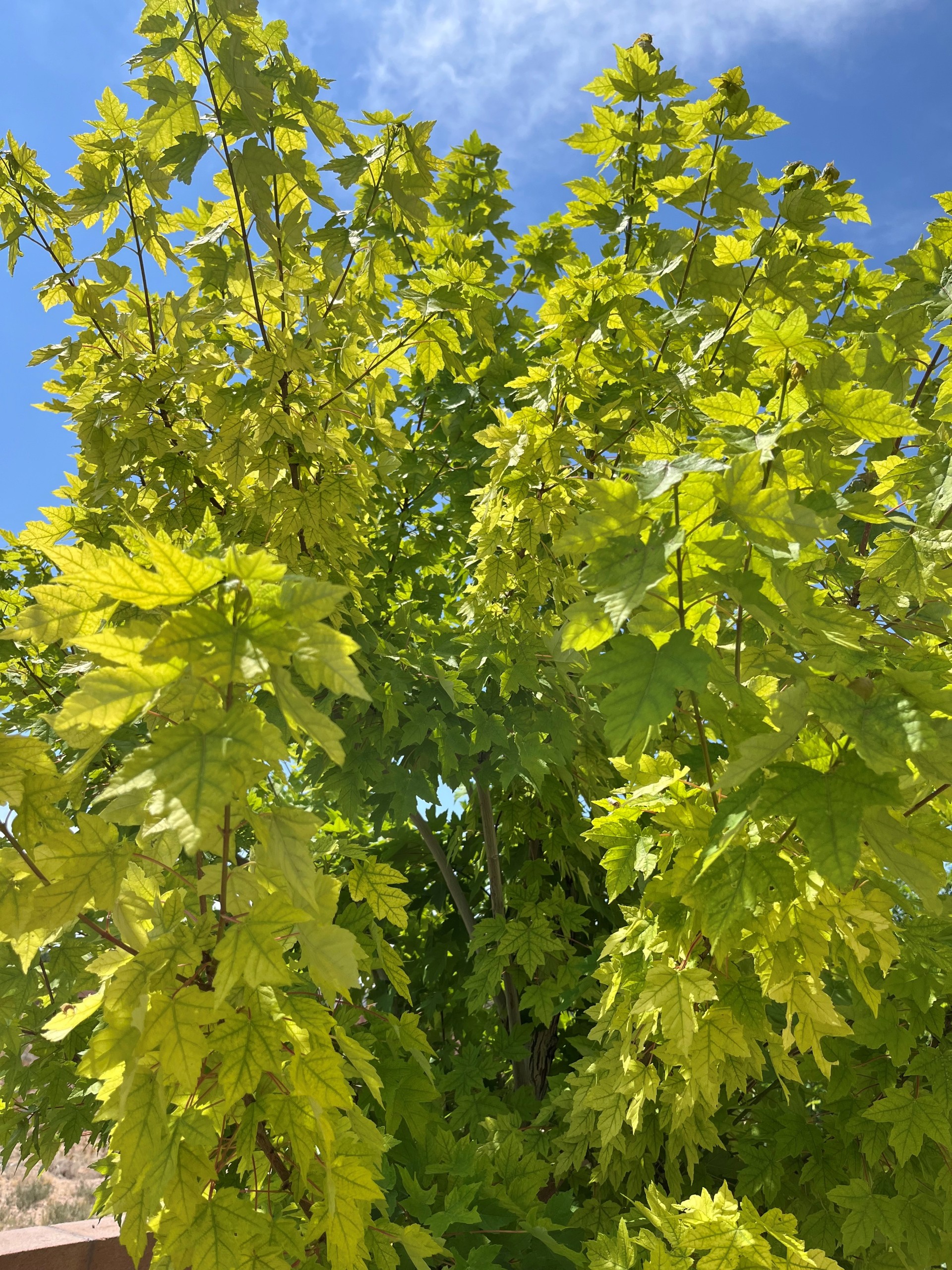 Photograph depicting iron deficiency in a maple tree, showing yellowing leaves with green veins.